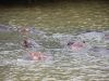 Hippos